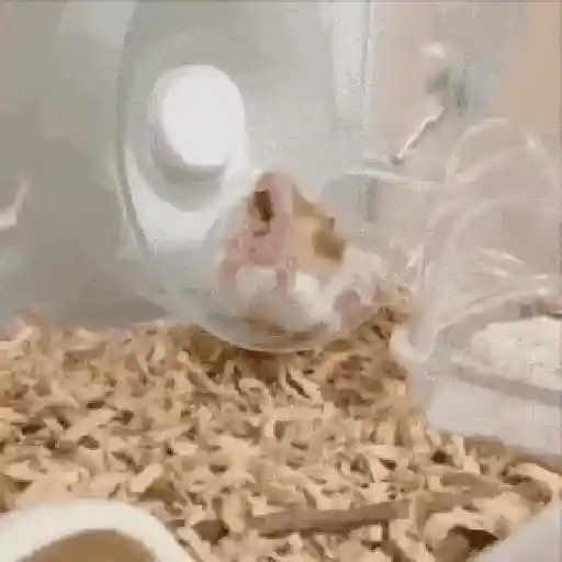 Hamsters Mov 🐹