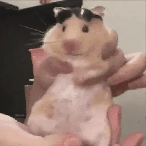 Hamsters Mov 🐹
