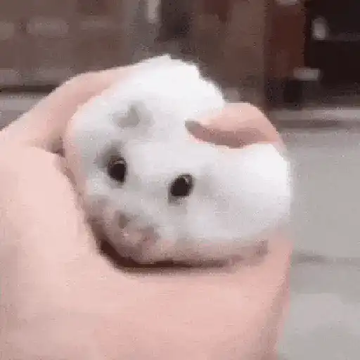 Hamsters Mov 🐹