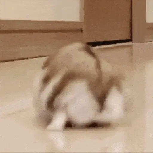 Hamsters Mov 🐹