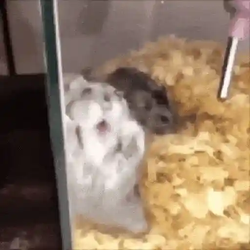Hamsters Mov 🐹