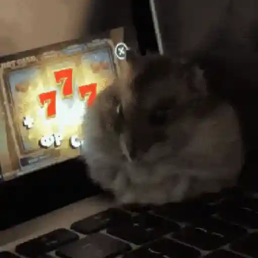 Hamsters Mov 🐹