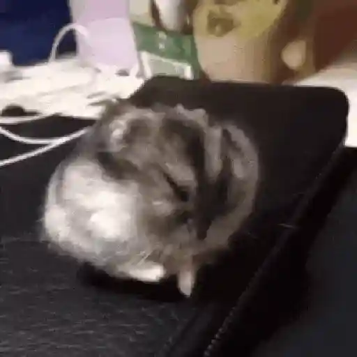 Hamsters Mov 🐹