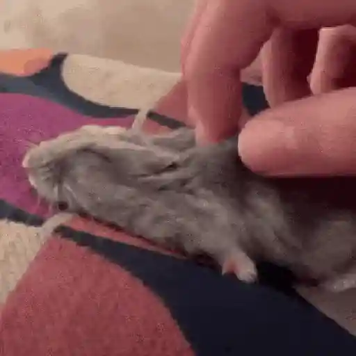 Hamsters Mov 🐹