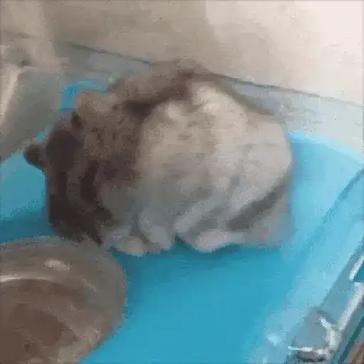 Hamsters Mov 🐹