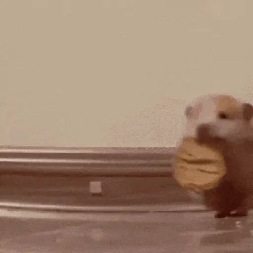Hamsters Mov 🐹