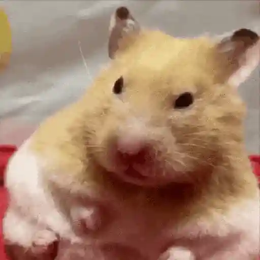 Hamsters Mov 🐹