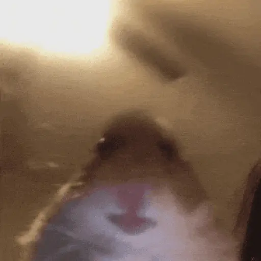 Hamsters Mov 🐹