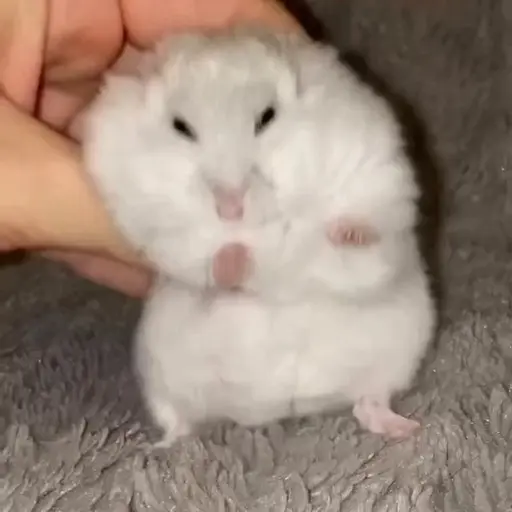 Hamster 🐹