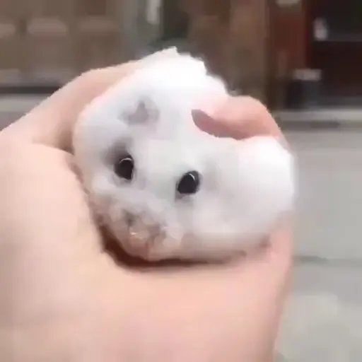 Hamster 🐹