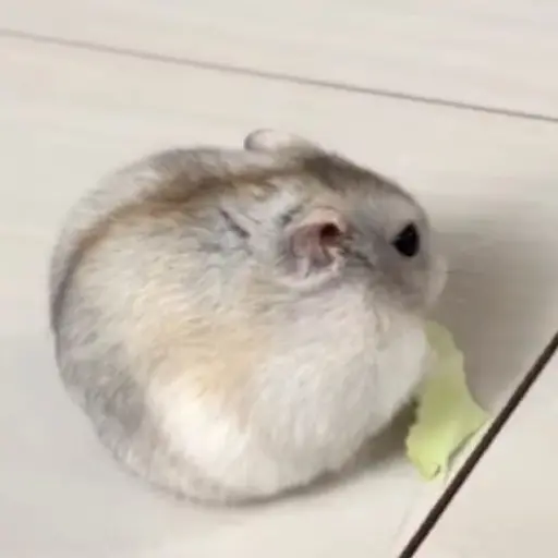 Hamster 🐹