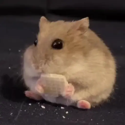 Hamster 🐹