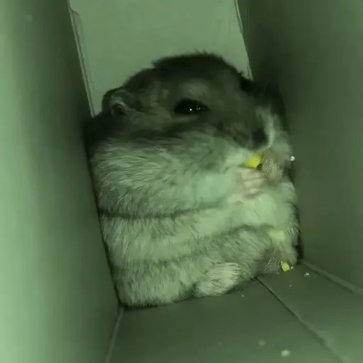 Hamster 🐹