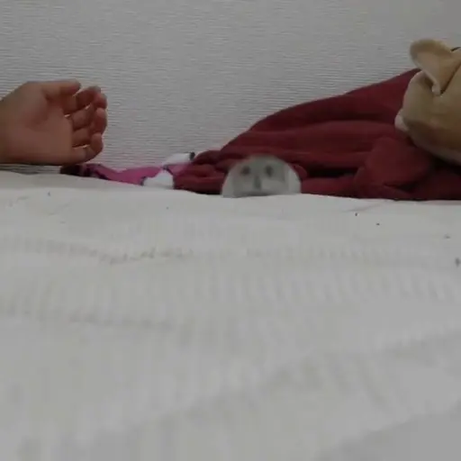 Hamster 🐹