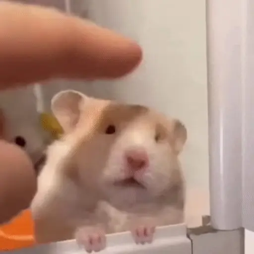 Hamster 🐹