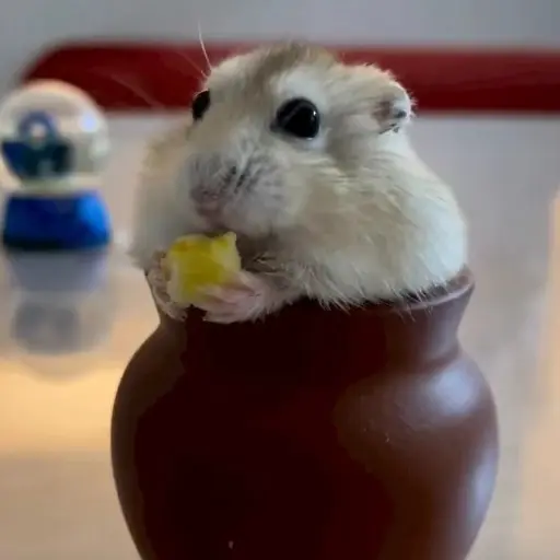 Hamster 🐹