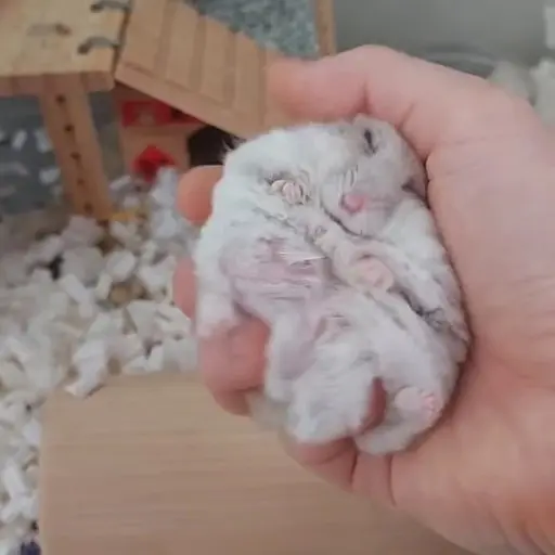 Hamster 🐹