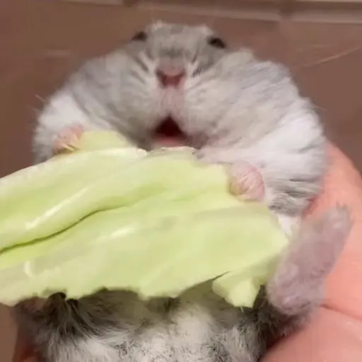 Hamster 🐹