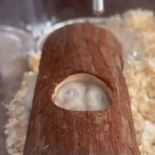 Hamster 🐹