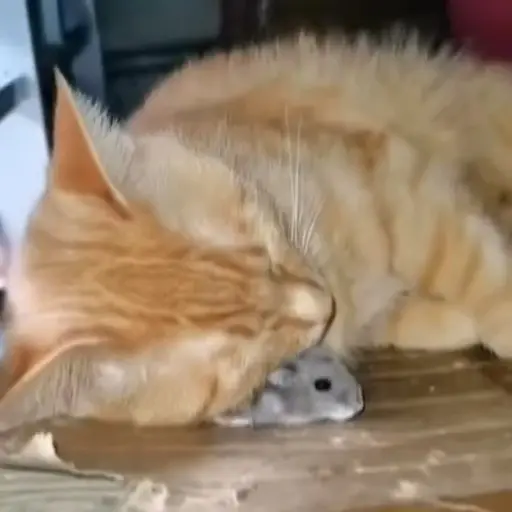 Hamster 🐹