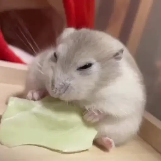 Hamster 🐹