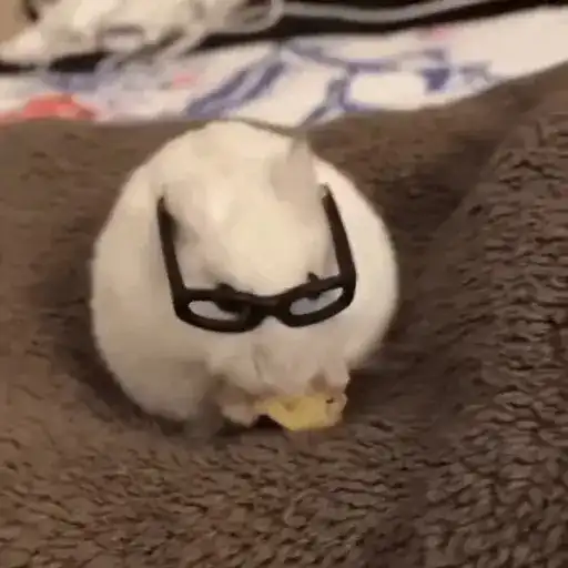 Hamster 🐹
