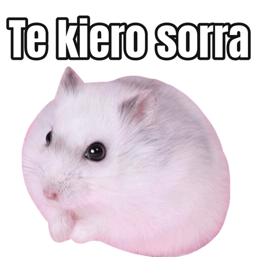 Memes Hamsters
