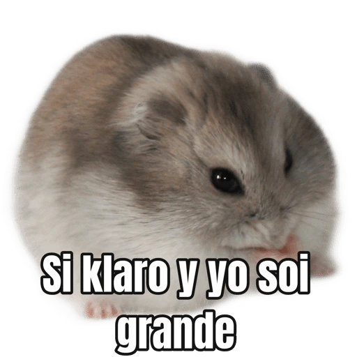 Memes Hamsters