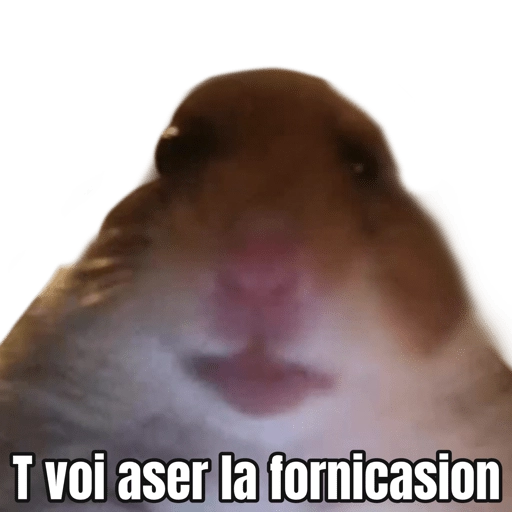 Memes Hamsters