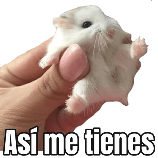 Memes Hamsters preview
