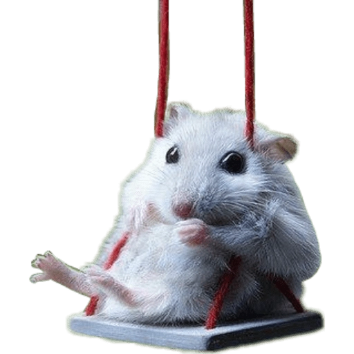 Memes Hamsters
