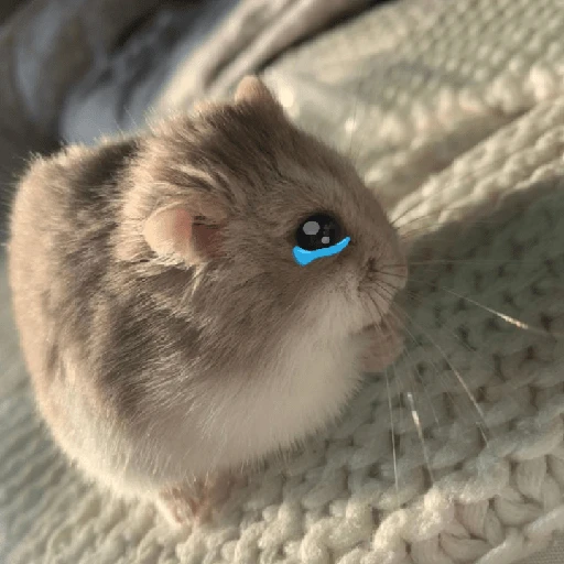 Hamsters ❤️ preview