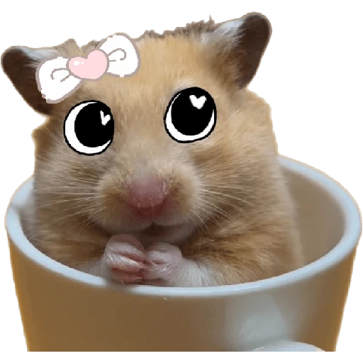 Hamsters ❤️