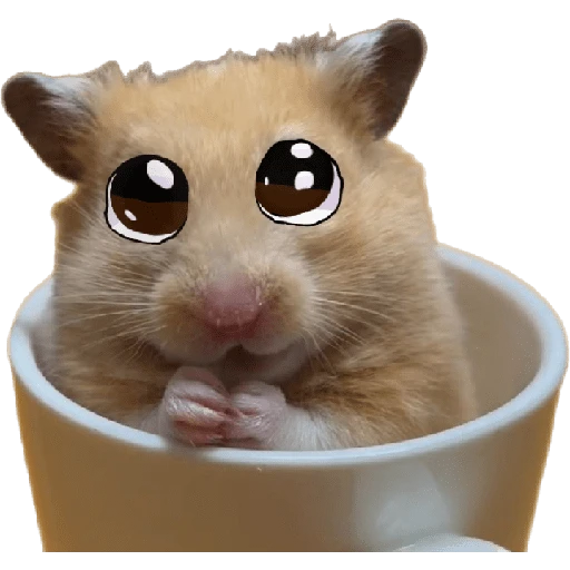 Hamsters ❤️