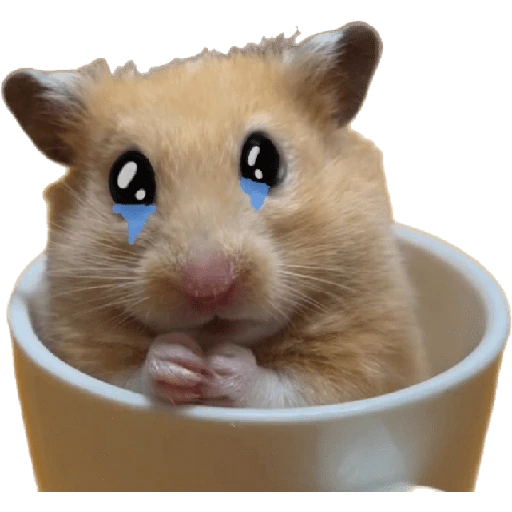 Hamsters ❤️