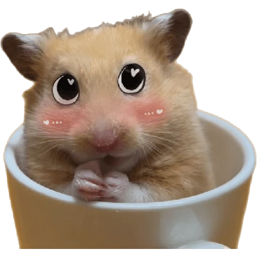 Hamsters ❤️