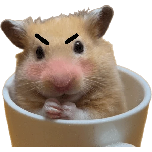 Hamsters ❤️