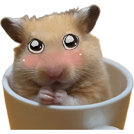 Hamsters ❤️