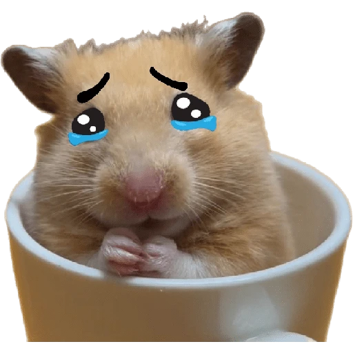 Hamsters ❤️
