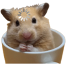 tray-icon