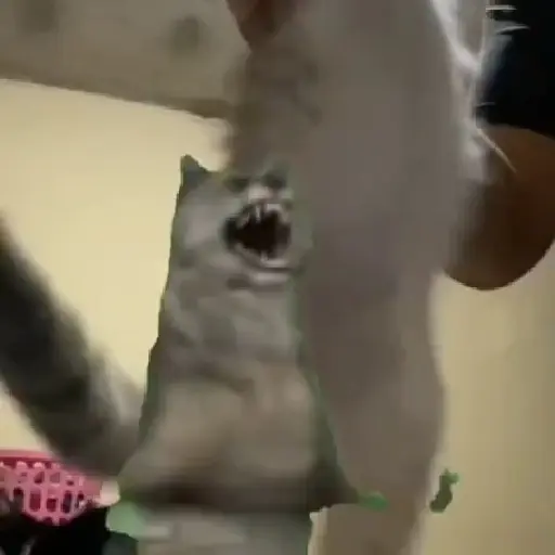 Ibjiñij 🐺