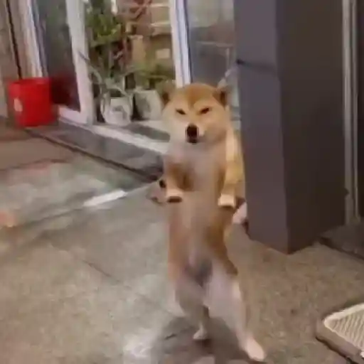 Ibjiñij 🐺
