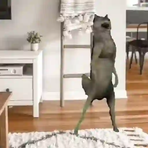 Ibjiñij 🐺