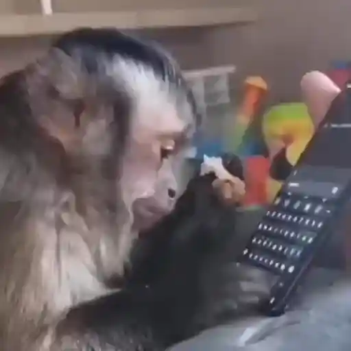 🎵 TIKTOKeando 17🎵 