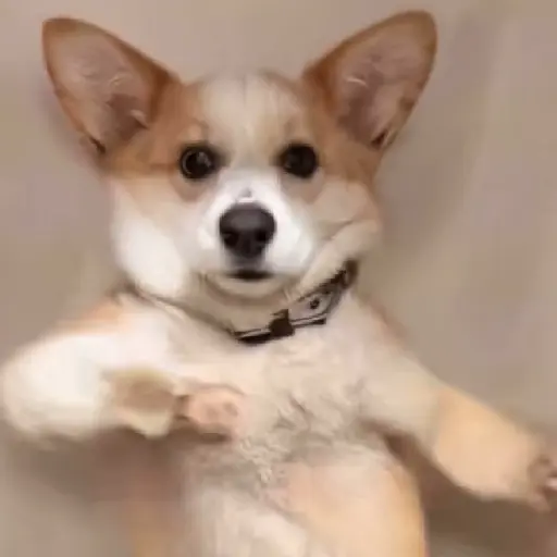 🎵 TIKTOKeando 17🎵 