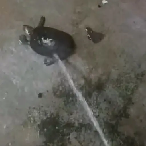 🎵 TIKTOKeando 17🎵 
