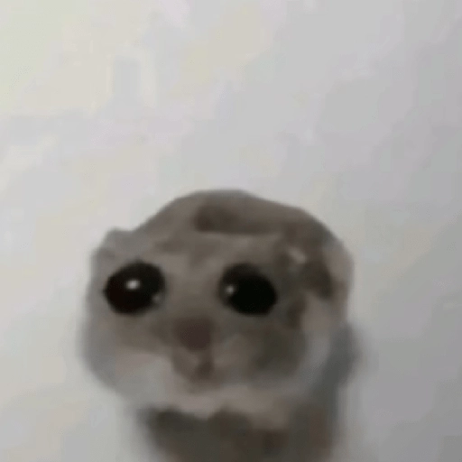 hamster triste tiktok 