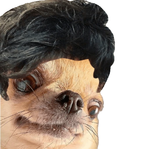Perrito Milei 