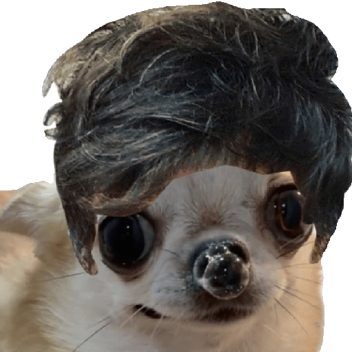 Perrito Milei 