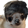 Perrito Milei 